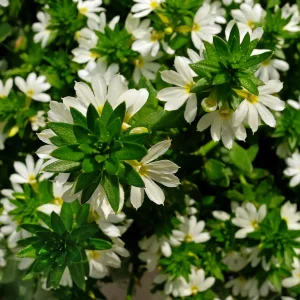 Scaevola blanc