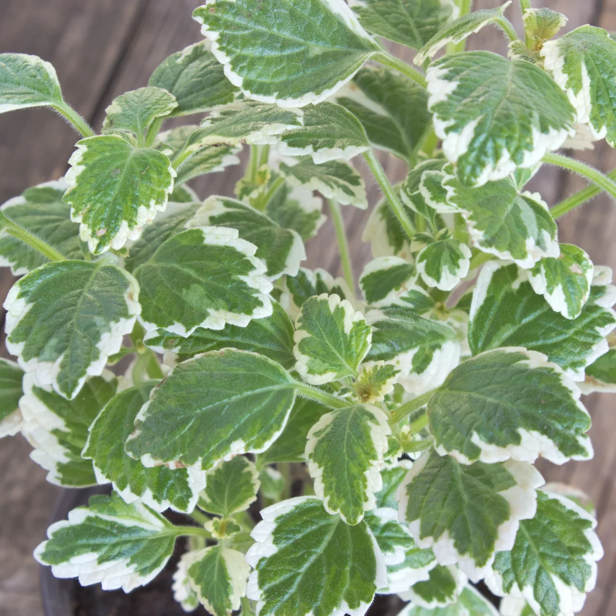 Plectranthus bicolore vert et blanc – Image 3