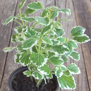 Plectranthus bicolore vert et blanc