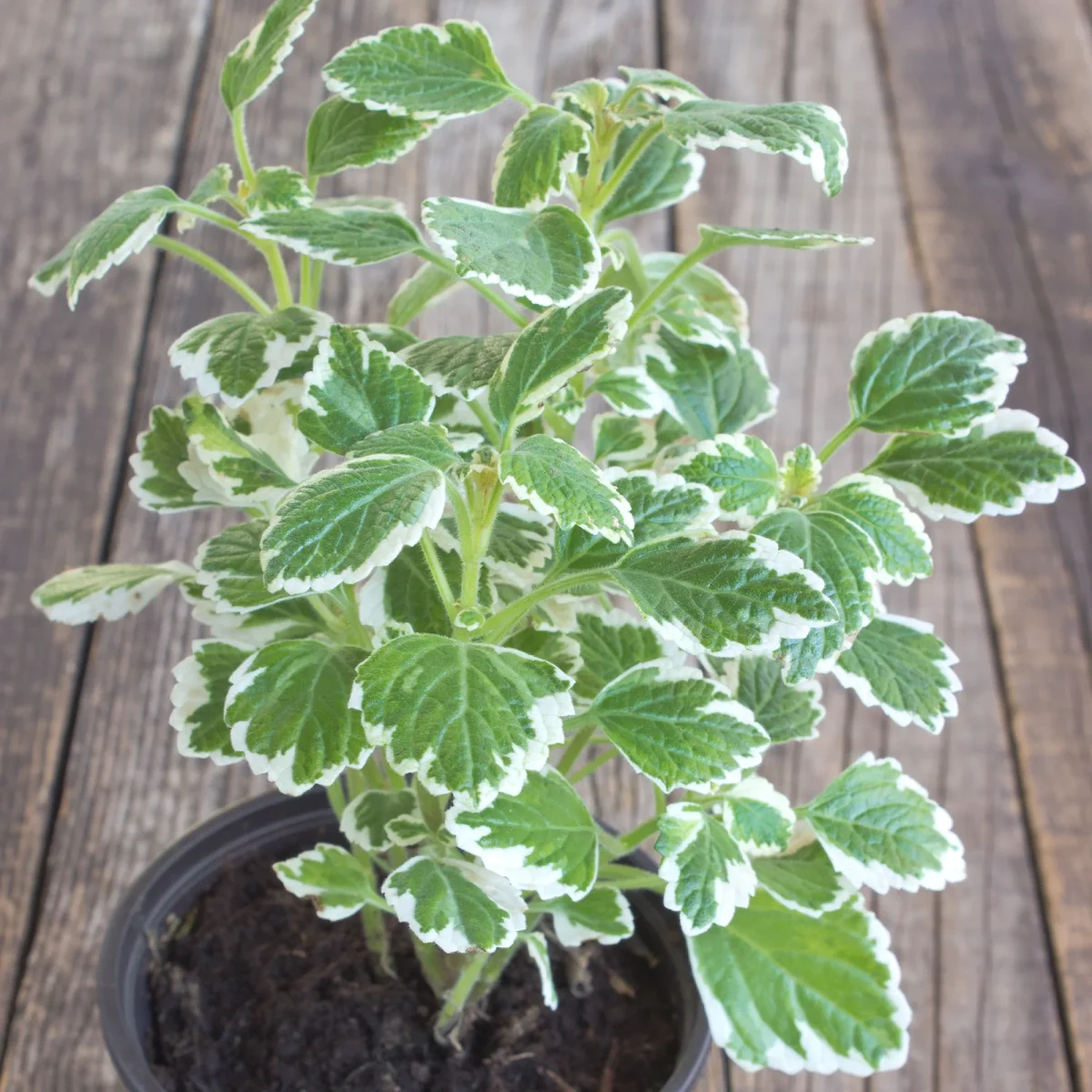 Plectranthus bicolore vert et blanc