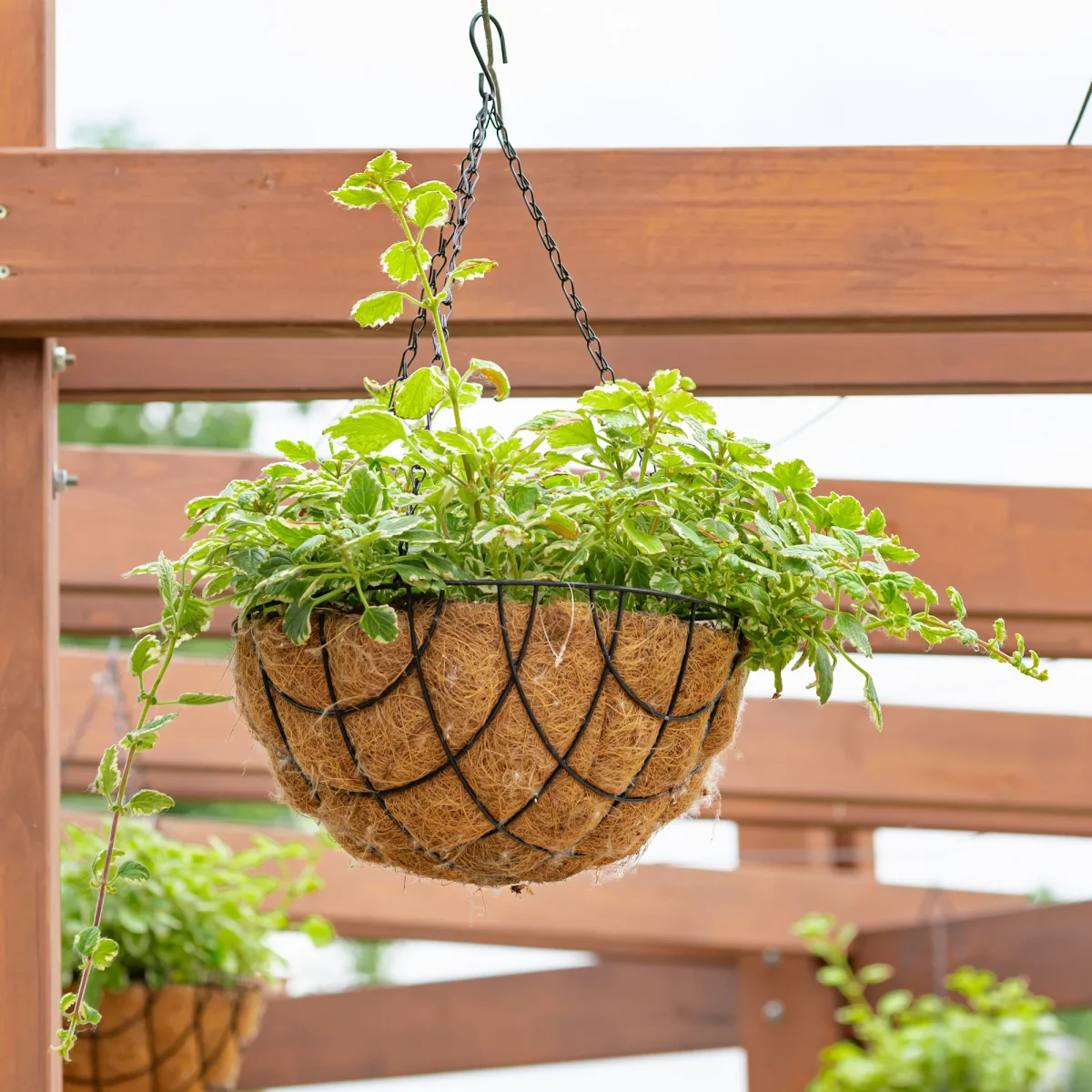 Plectranthus bicolore vert et blanc – Image 5