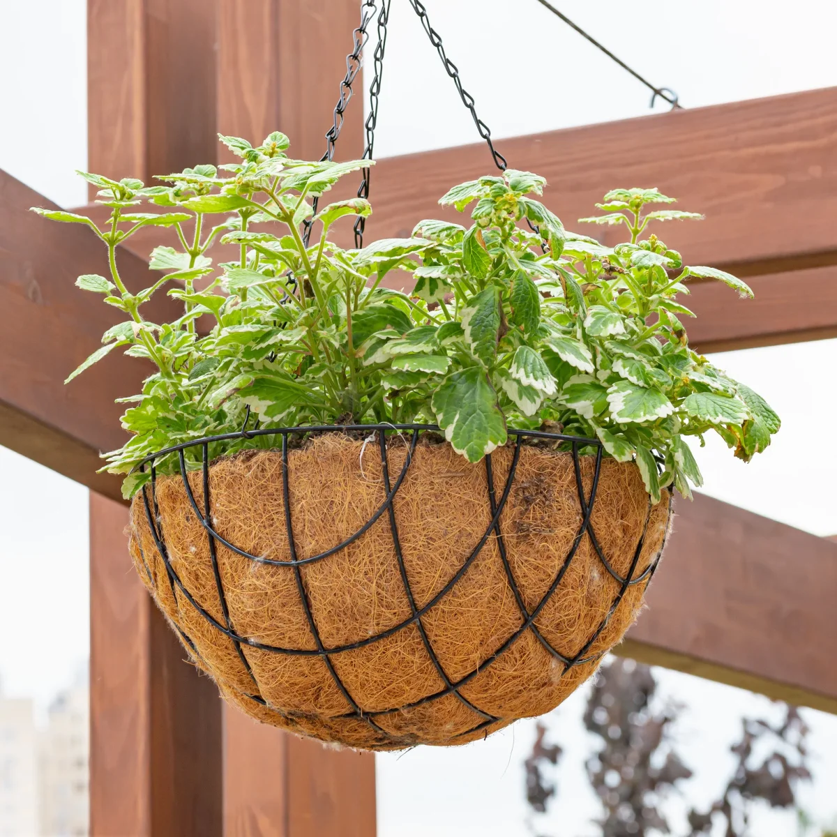 Plectranthus bicolore vert et blanc – Image 4