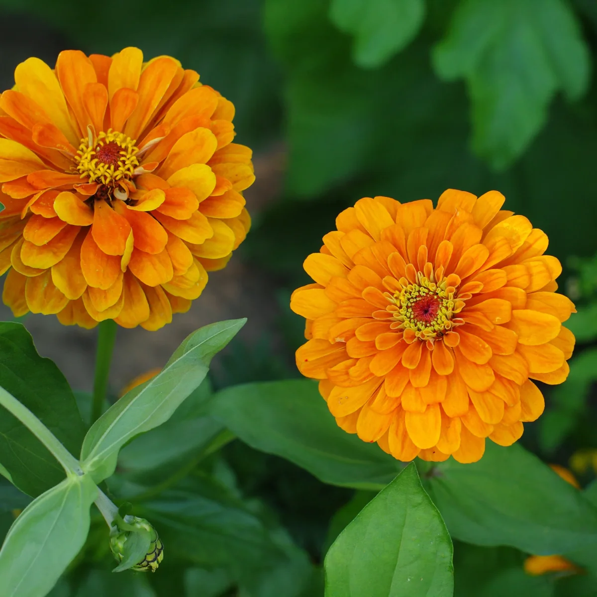 Zinnia orange – Image 4