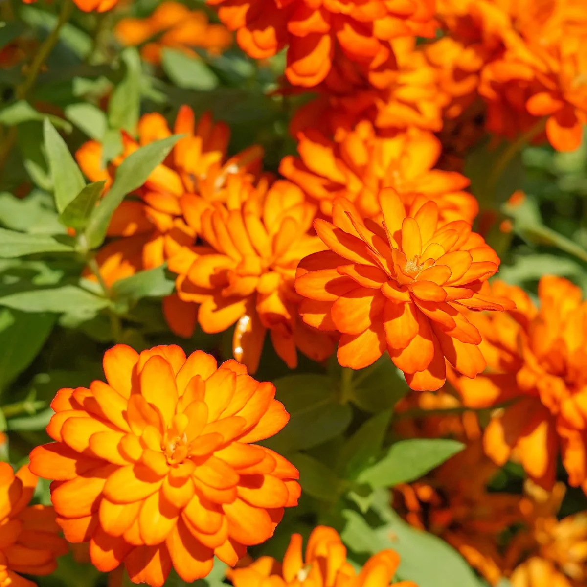 Zinnia orange – Image 2