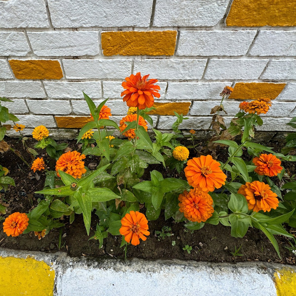 Zinnia orange – Image 3
