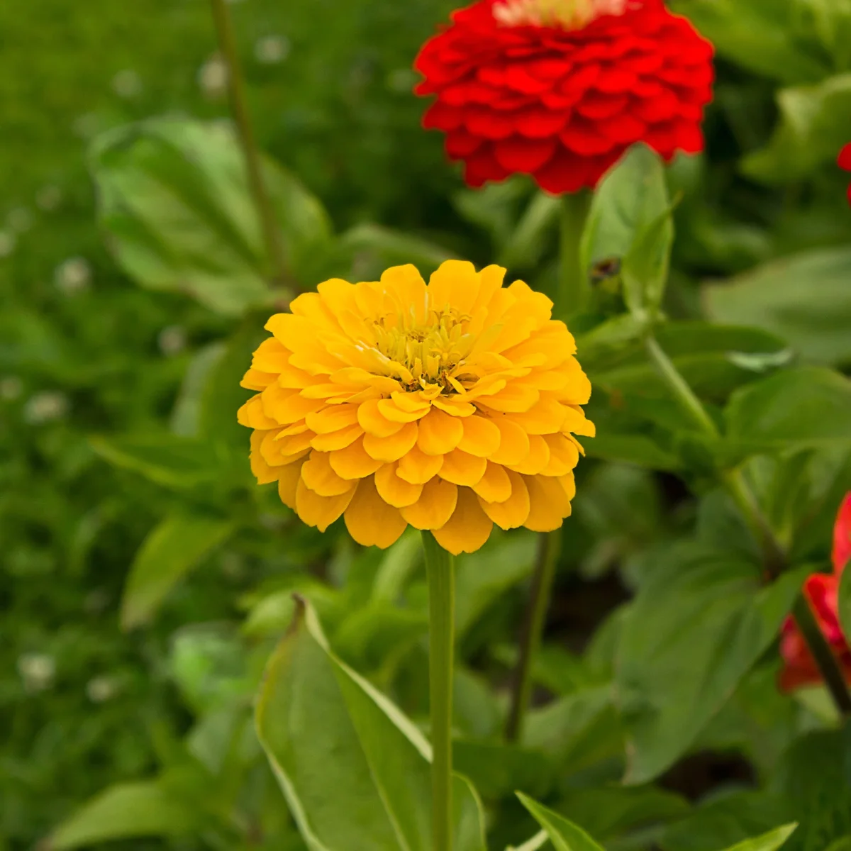 Zinnia jaune – Image 4