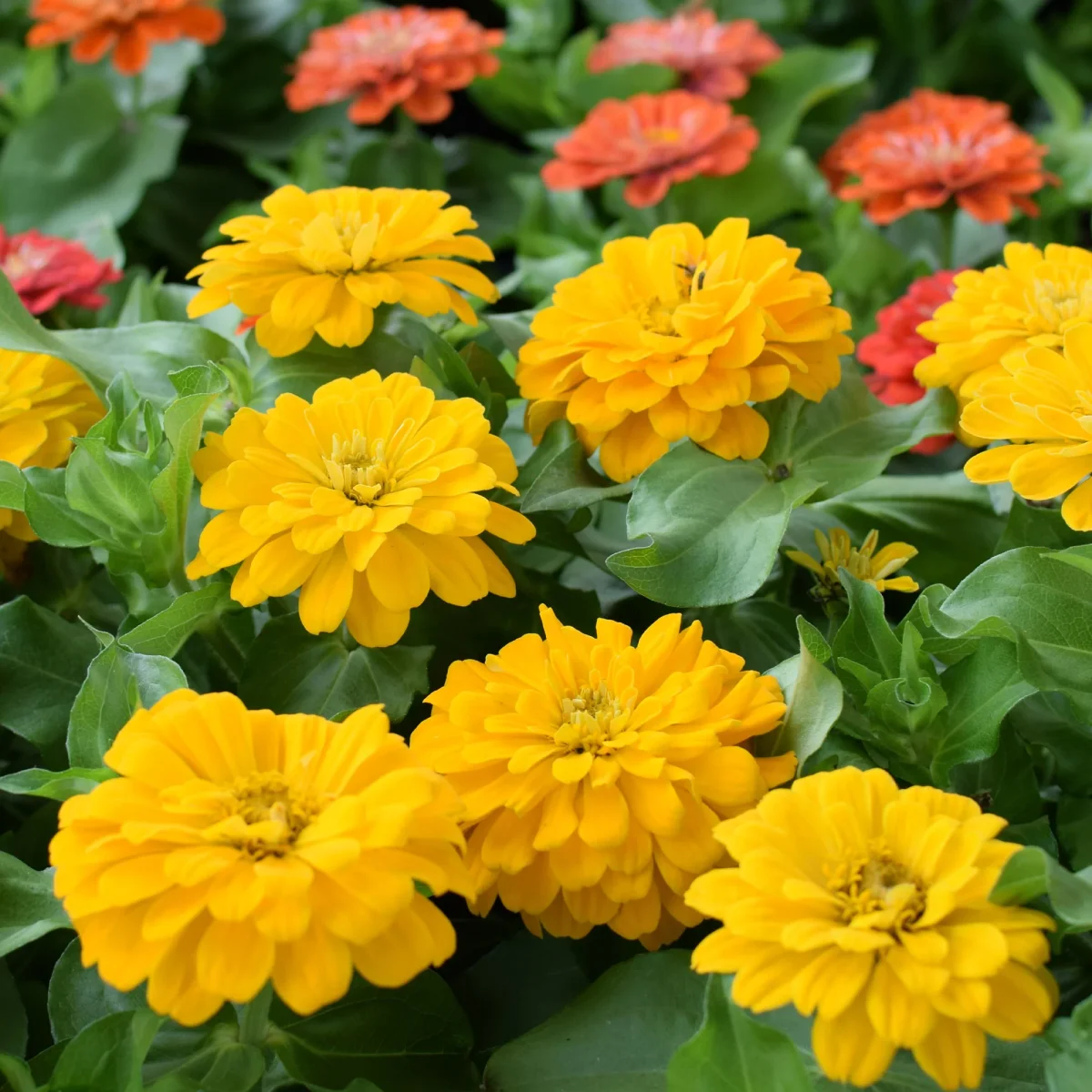 Zinnia jaune – Image 2