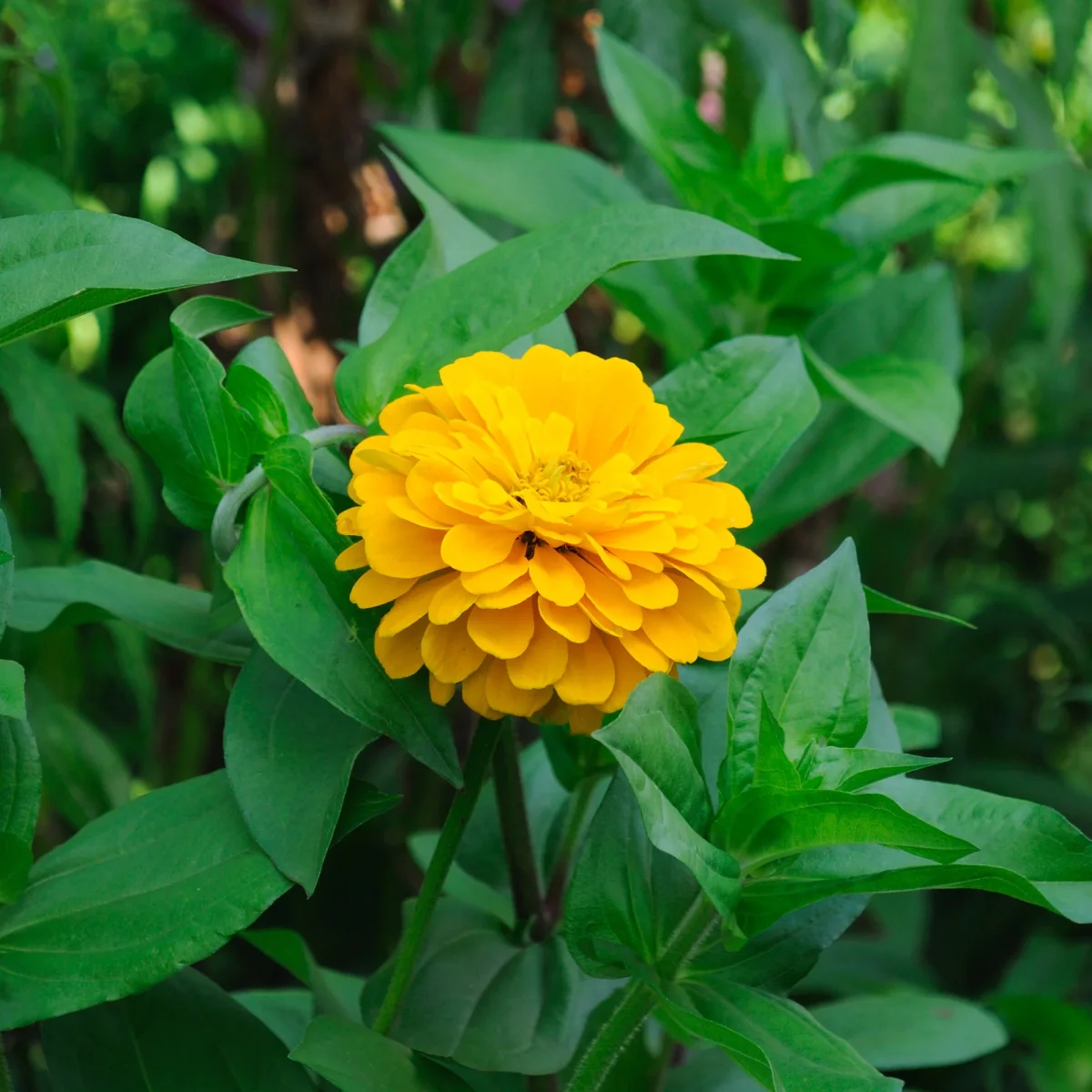 Zinnia jaune – Image 3