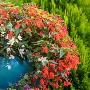 Bégonia retombant orange