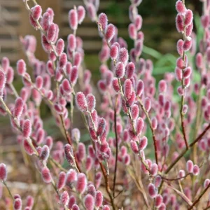 Saule à chatons roses sur tige