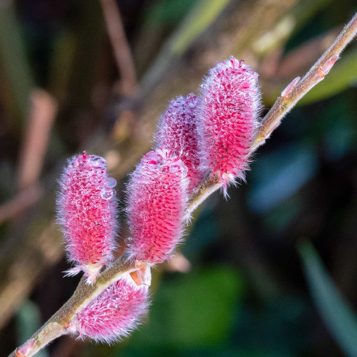 Saule à chatons roses sur tige – Image 3