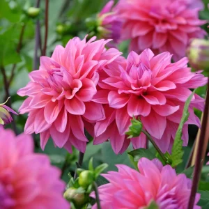 Dahlia Feline Yvonne