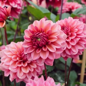 Dahlia Salmon Runner