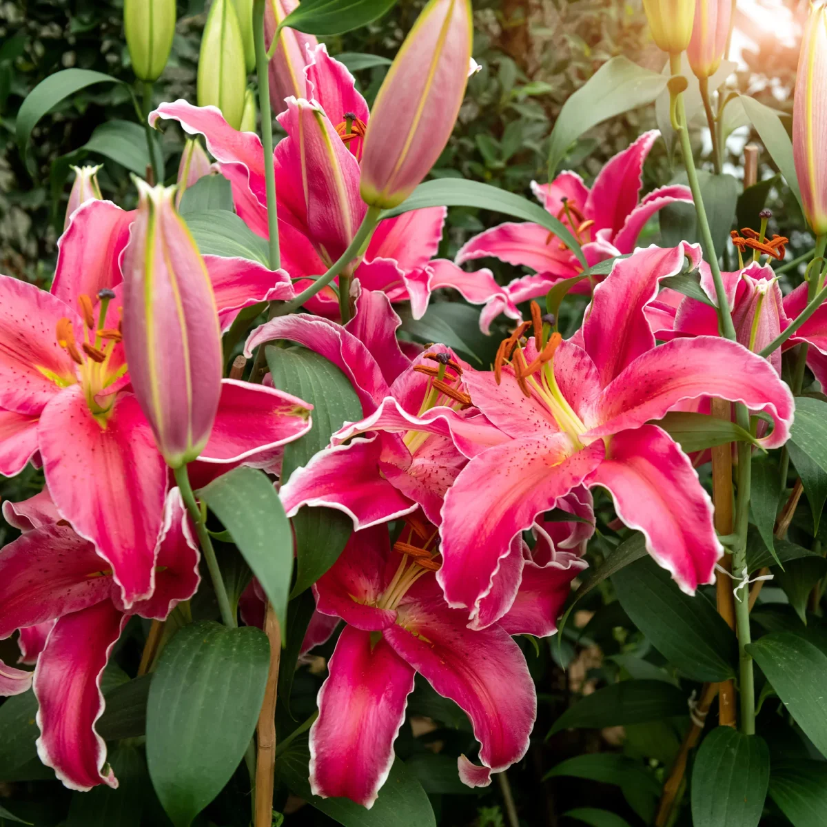 Lis Gomera – Image 4