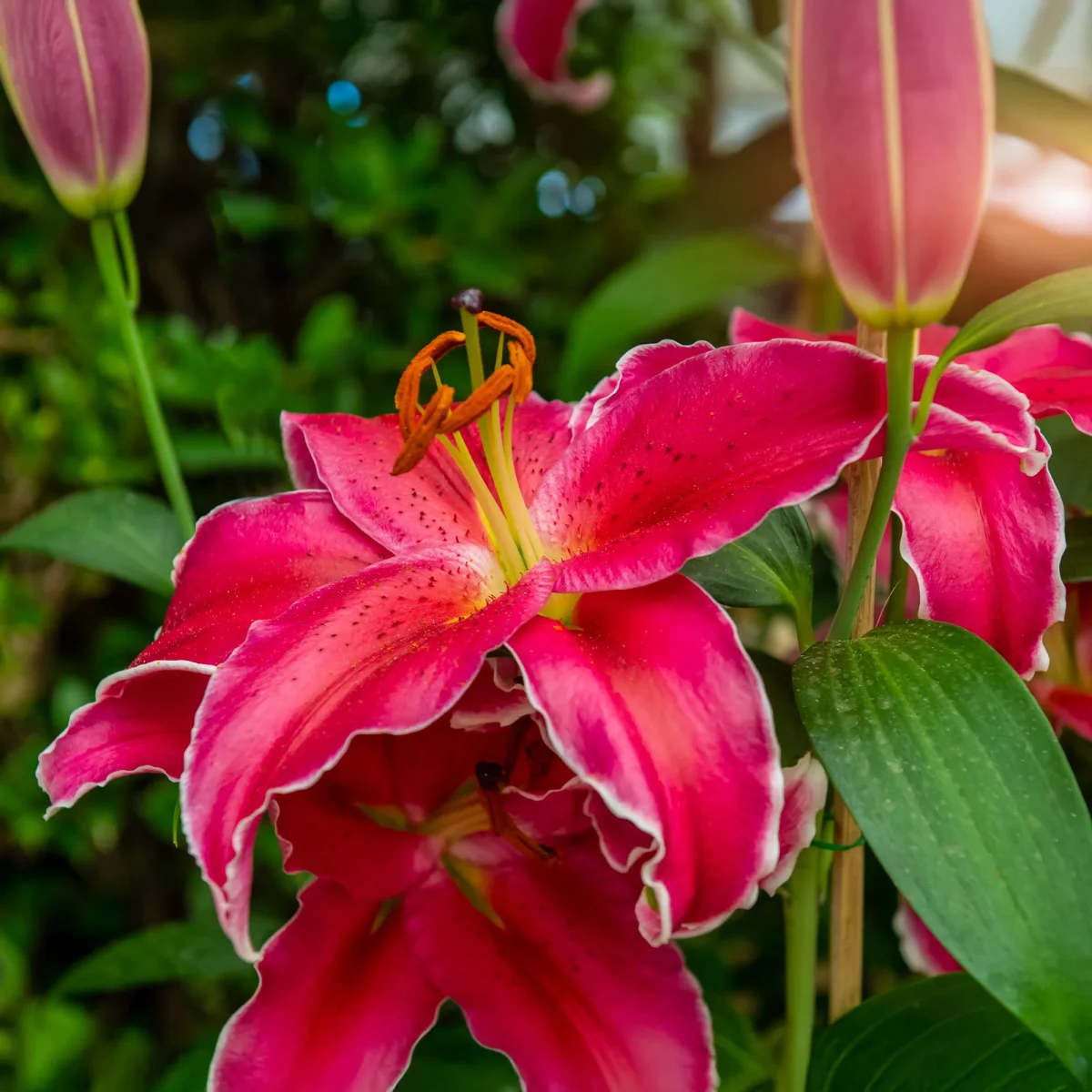 Lis Gomera – Image 3