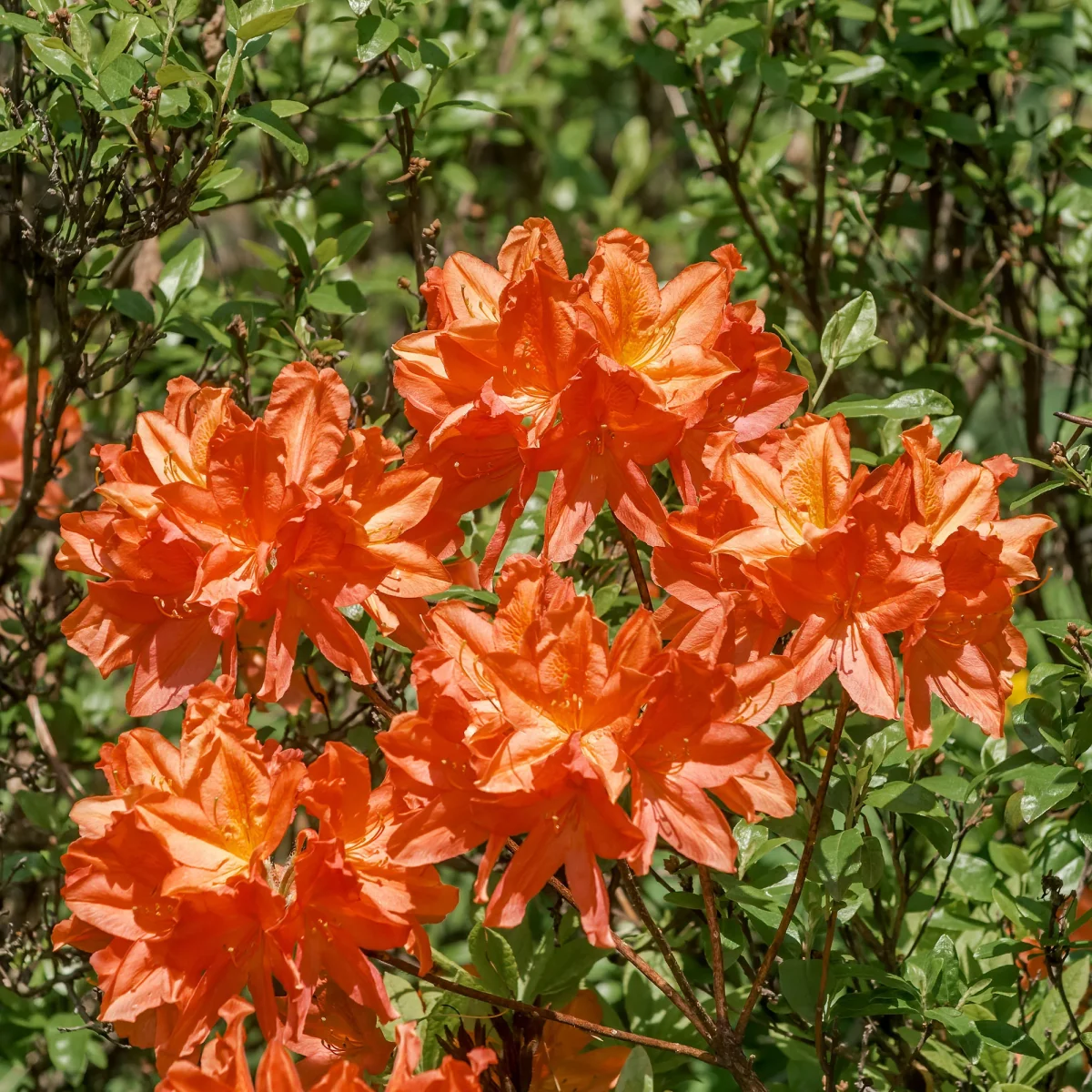 Azalée de Chine Glowing Amber – Image 5