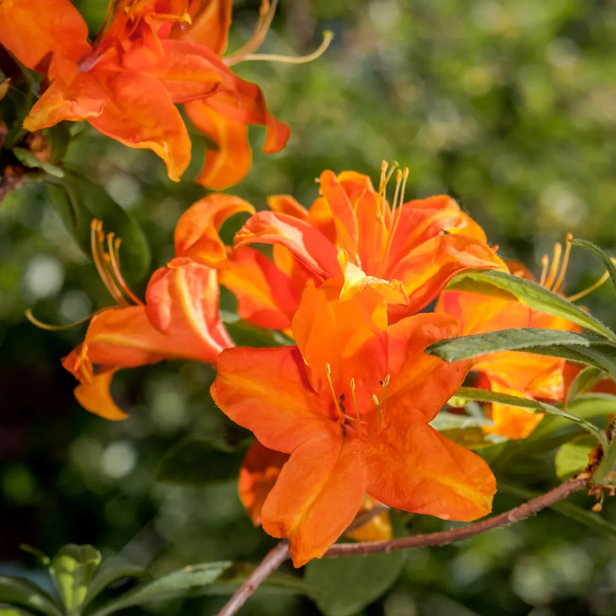 Azalée de Chine Glowing Amber – Image 2