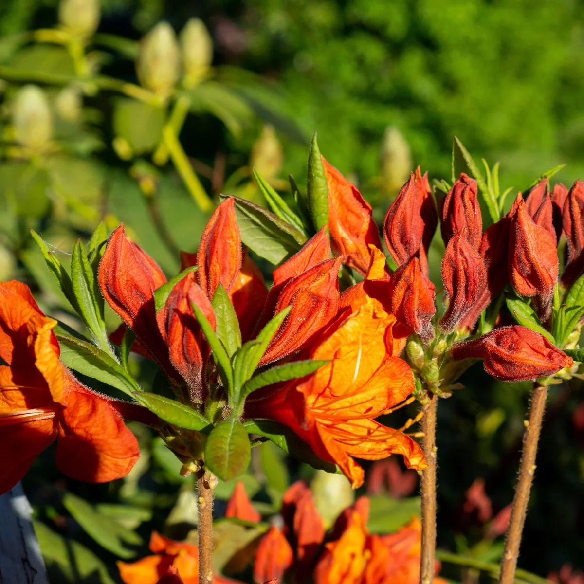 Azalée de Chine Glowing Amber – Image 4