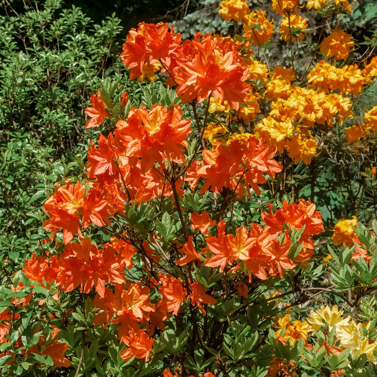 Azalée de Chine Glowing Amber – Image 3