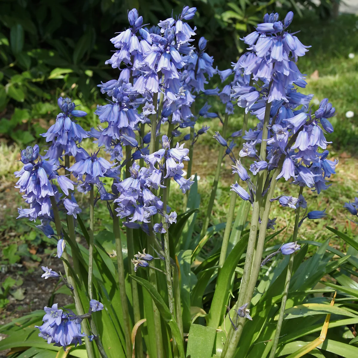 Jacinthe des bois bleue