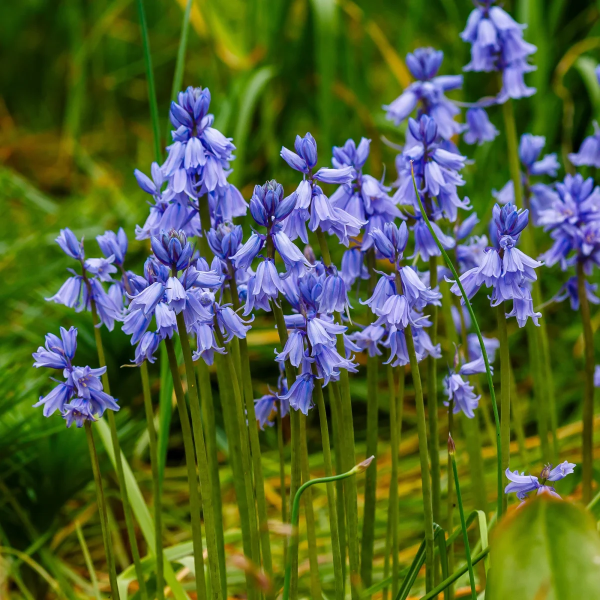 Jacinthe des bois bleue – Image 3