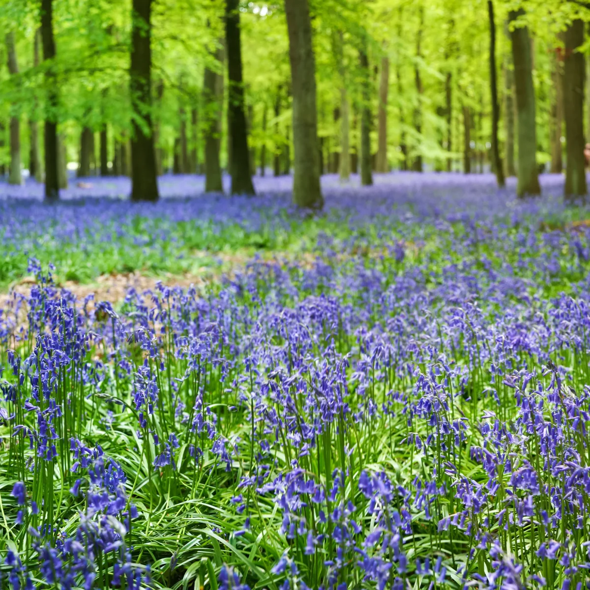 Jacinthe des bois bleue – Image 4