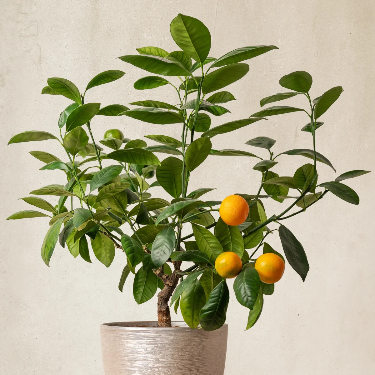 Mandarinier – Image 7