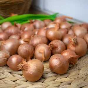 Echalote 'Red Sun'