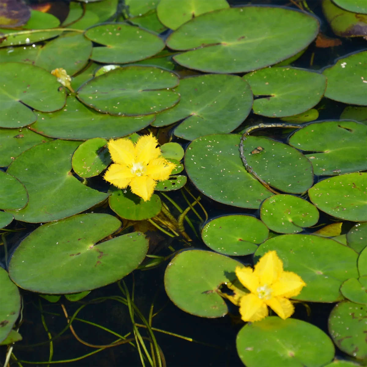 Limnanthème faux-nénuphar – Image 4