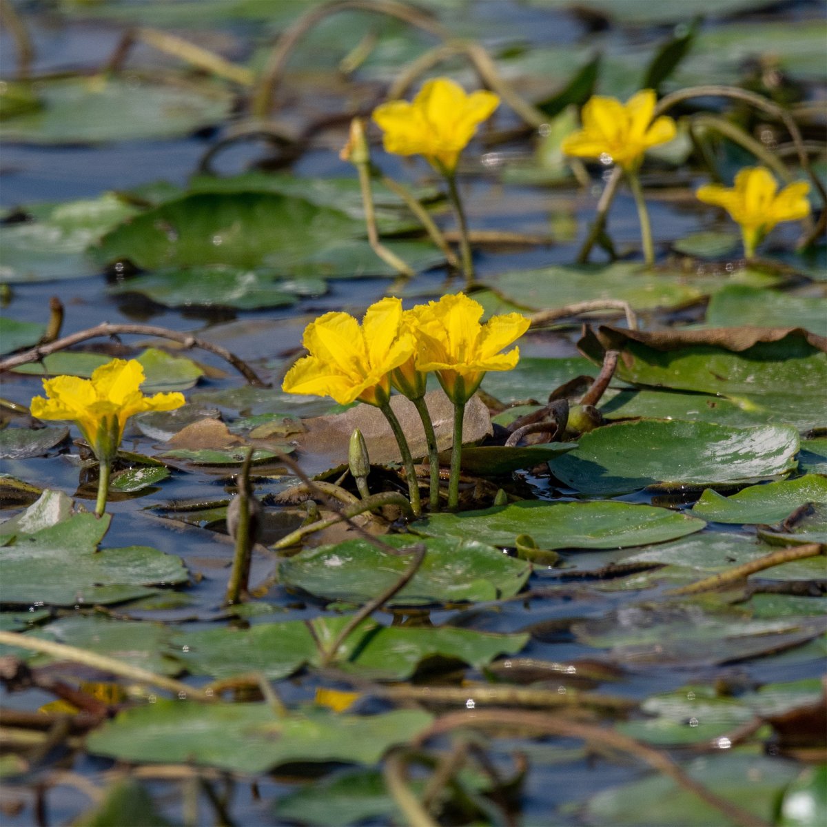 Limnanthème faux-nénuphar – Image 3