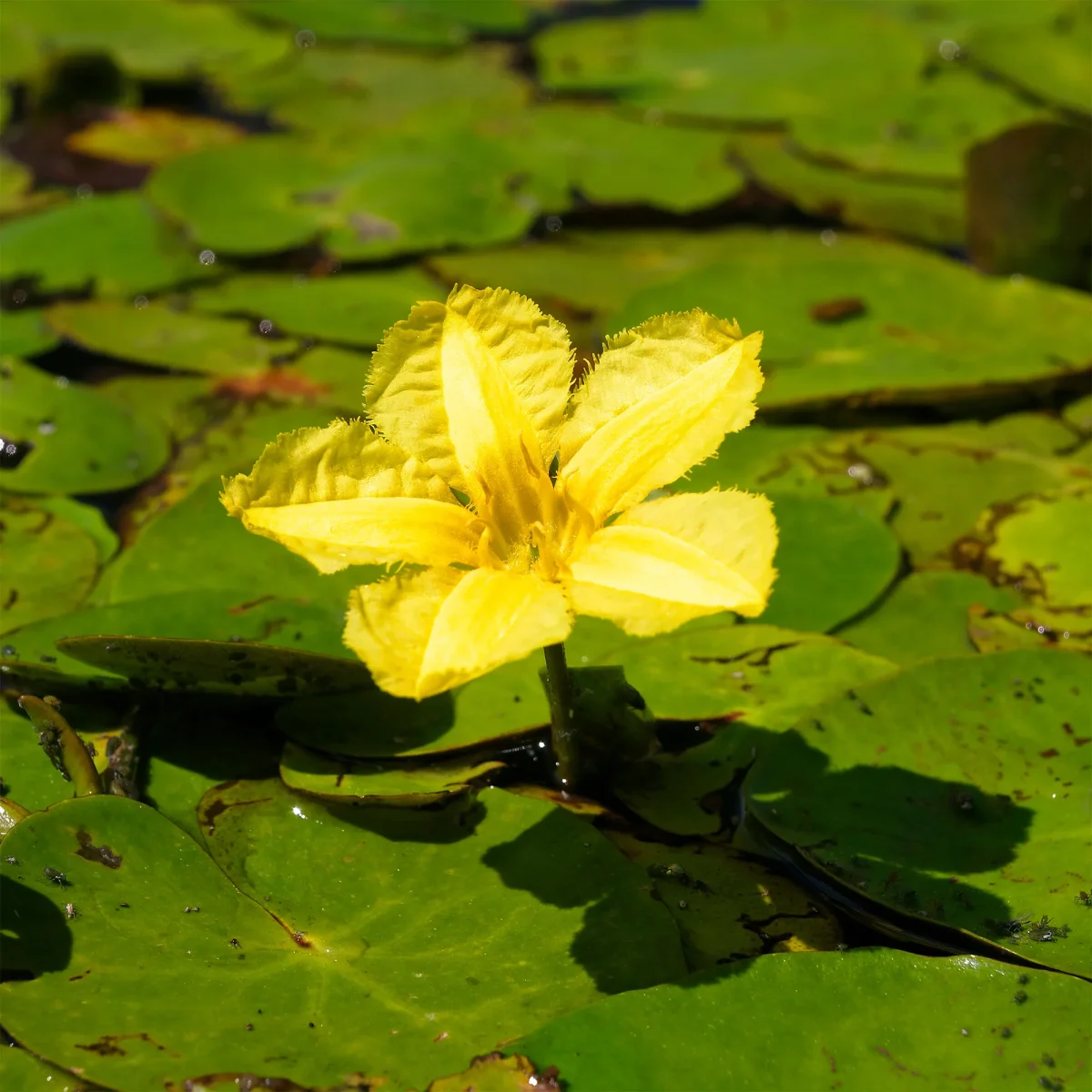 Limnanthème faux-nénuphar – Image 5