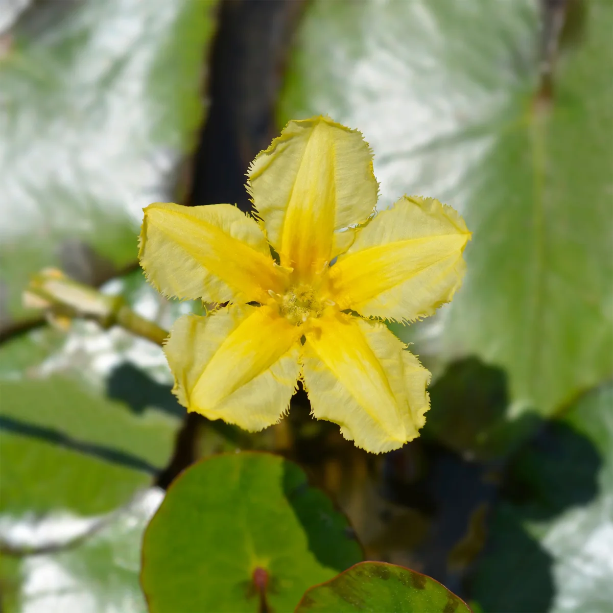 Limnanthème faux-nénuphar – Image 6