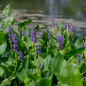 Pontédérie à feuilles en coeur