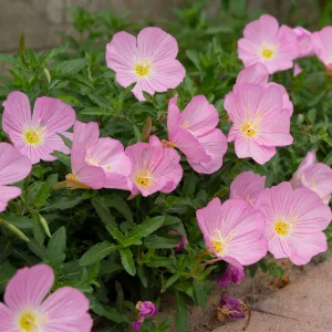 2 Oenothères roses Siskiyou Pink