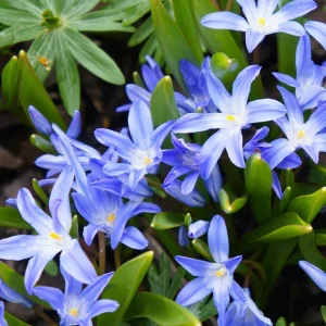 10 Gloires des neiges bleue