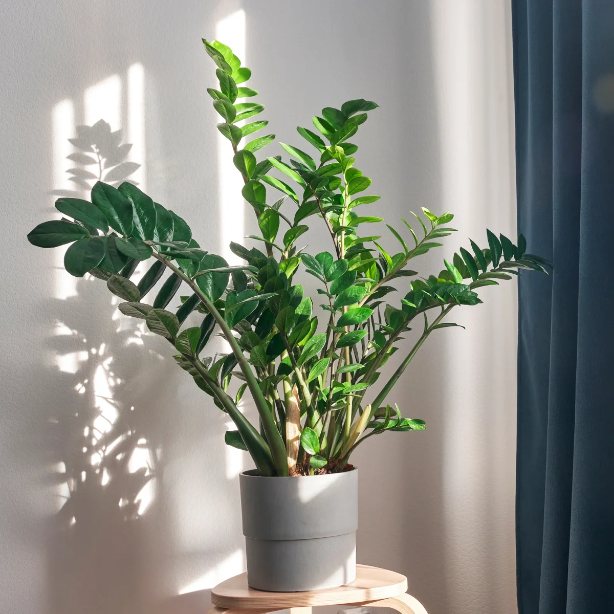 Zamioculcas – Image 2