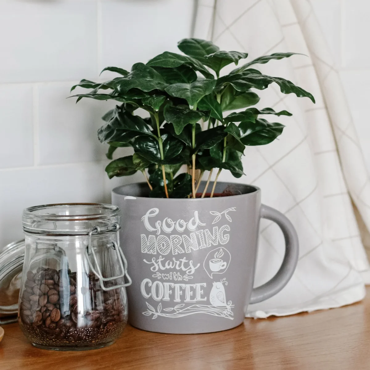 Caféier – Image 4