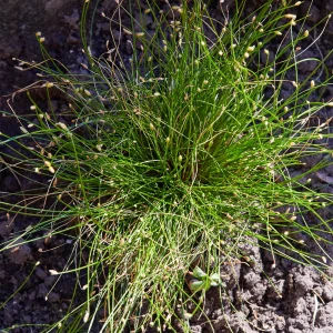 Scirpe infléchi Herbe fibre optique