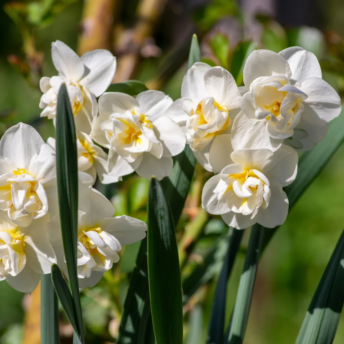 Narcisse à fleurs doubles en mélange – Image 9
