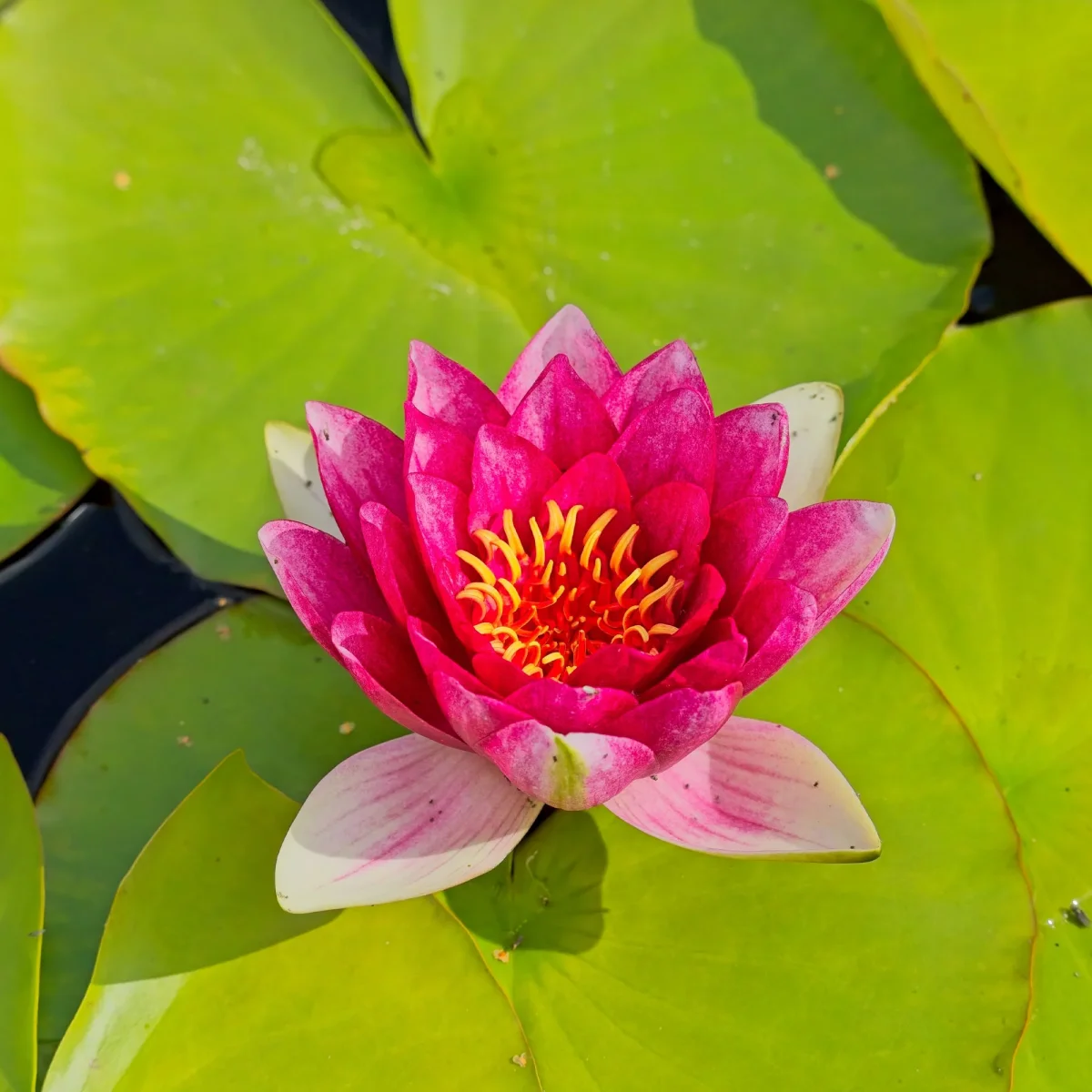 Nénuphar Attraction – Image 2