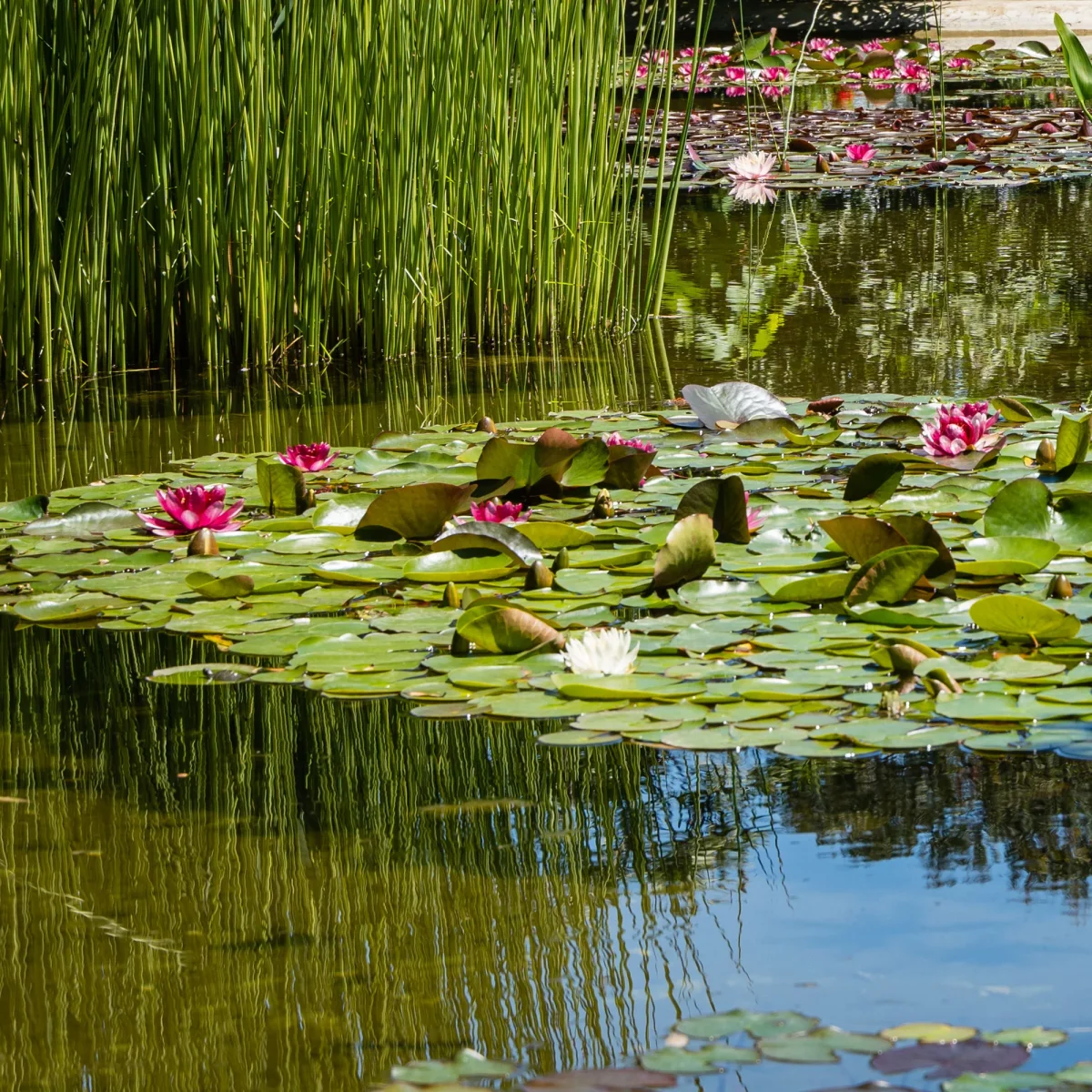 Nénuphar Attraction – Image 5