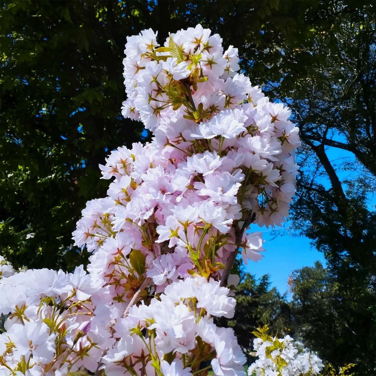 Cerisier du Japon 'Amanogawa' – Image 4