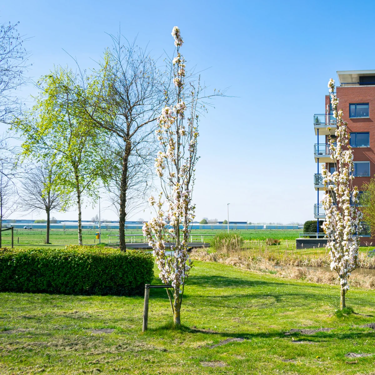 Cerisier du Japon 'Amanogawa' – Image 2