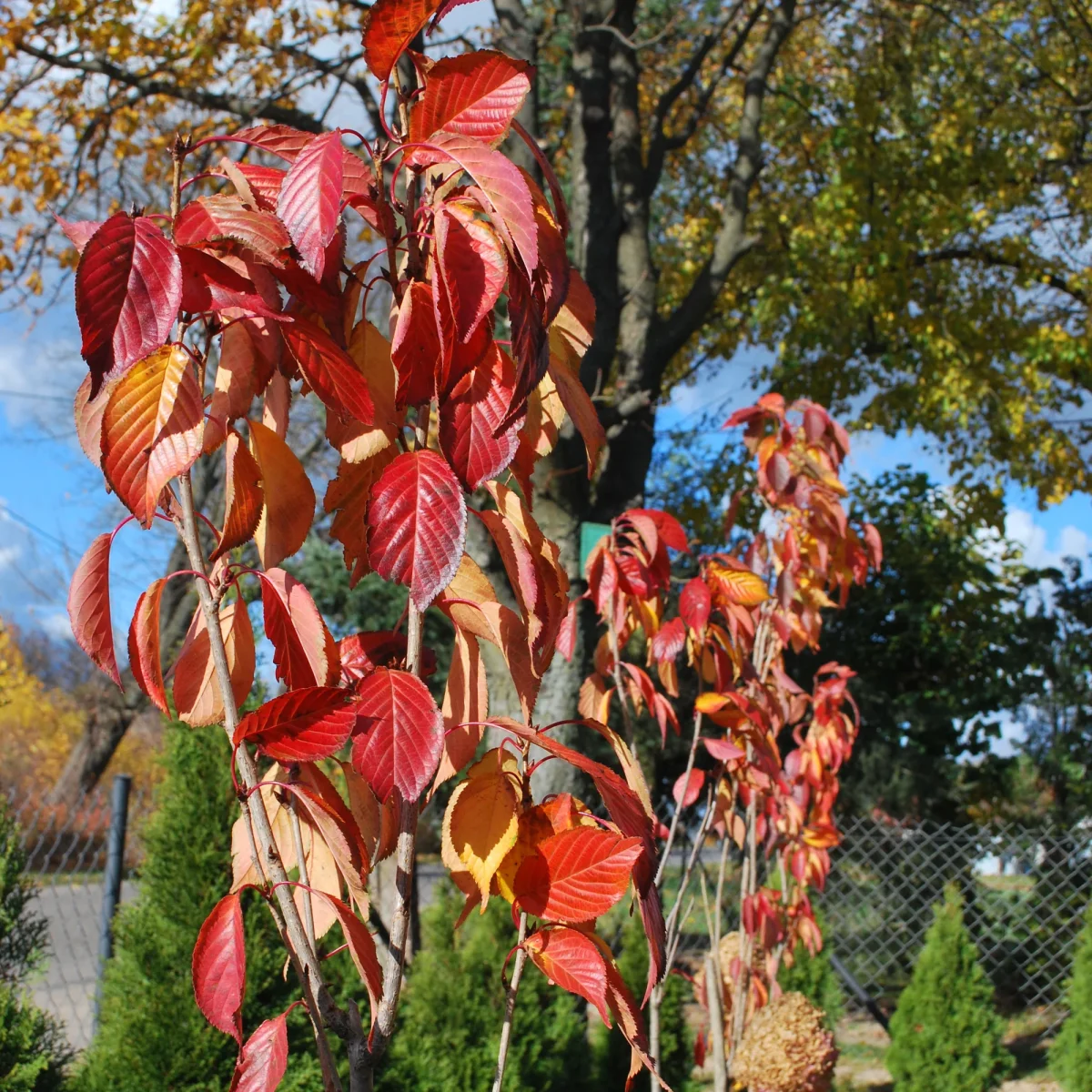 Cerisier du Japon 'Amanogawa' – Image 5