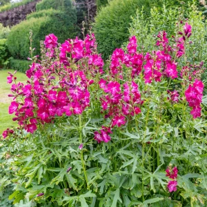 Sidalcées Party Girl