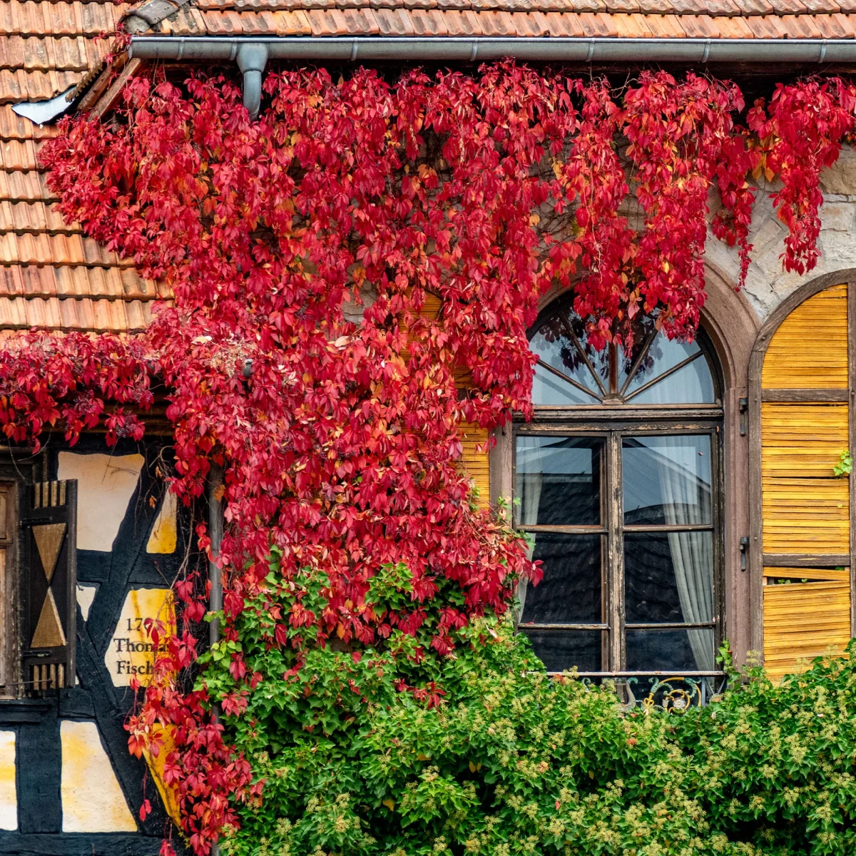 Vigne vierge d'Engelmann – Image 3