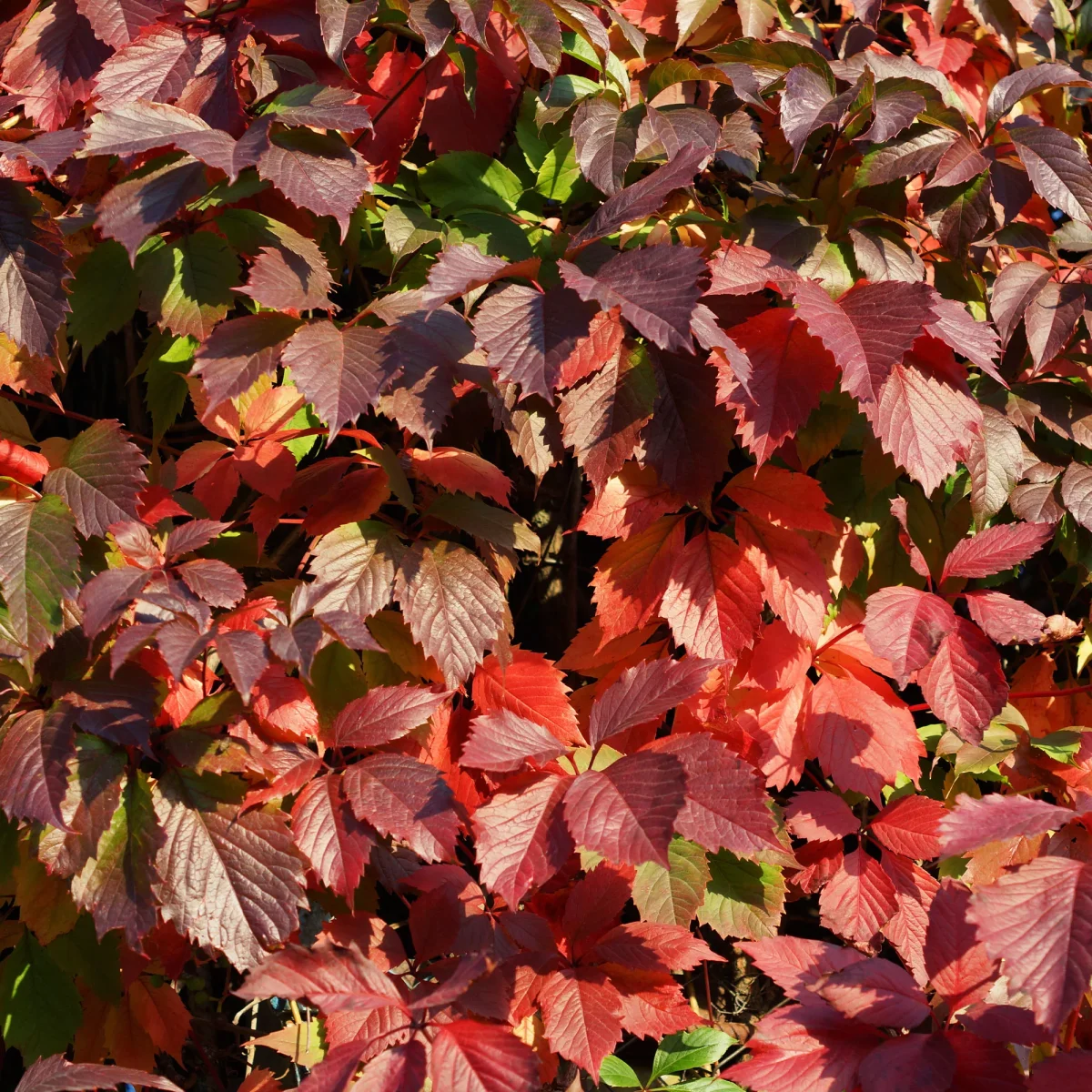 Vigne vierge d'Engelmann – Image 8