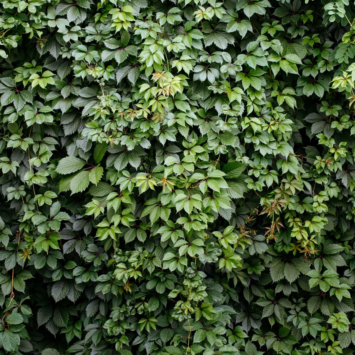 Vigne vierge d'Engelmann – Image 6