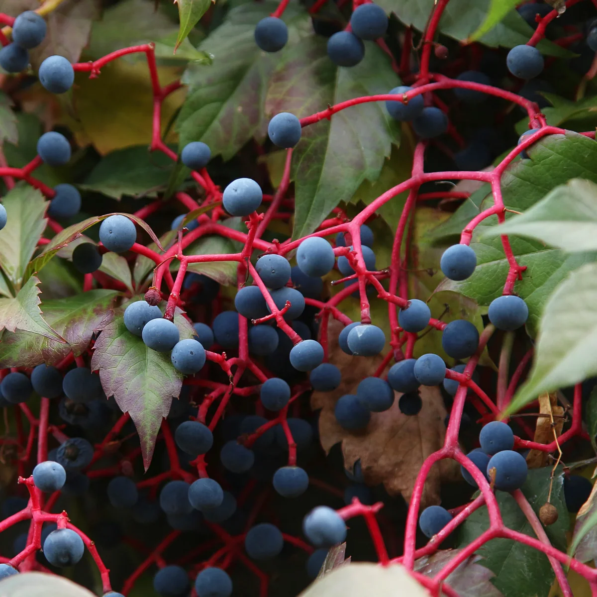 Vigne vierge d'Engelmann – Image 7