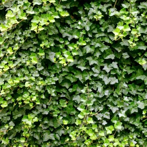 Lierre grimpant - Lierre commun